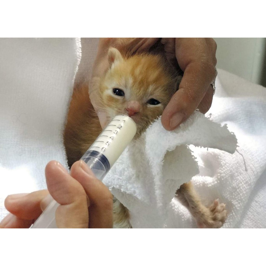 ไซริงค์ป้อนอาหาร ขนาด 20ml/cc Plastic Syringe,Individually Sealed with Measurement & Cap จากประเทศอเ