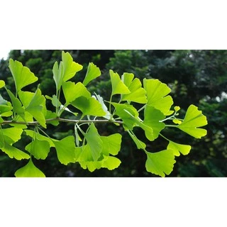 MEGA We care Ginkgo biloba สารสกัดจากใบแปะก๊วย เพิ่มการไหลเวียนเลือด อาการบ้านหมุน วิงเวียง หูอื้อ