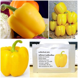 เมล็ดพันธุ์ พริกหวานสีเหลือง (Golden Cal Wonder Sweet Pepper Seed) บรรจุ 30 เมล็ด คุณภาพดี ของแท้ 100%