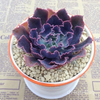 【Ready stock】การเต้นรำของพืชอวบน้ำในสำนักงานเดสก์ท็อประเบียงใหม่ Succulents  WRVZ