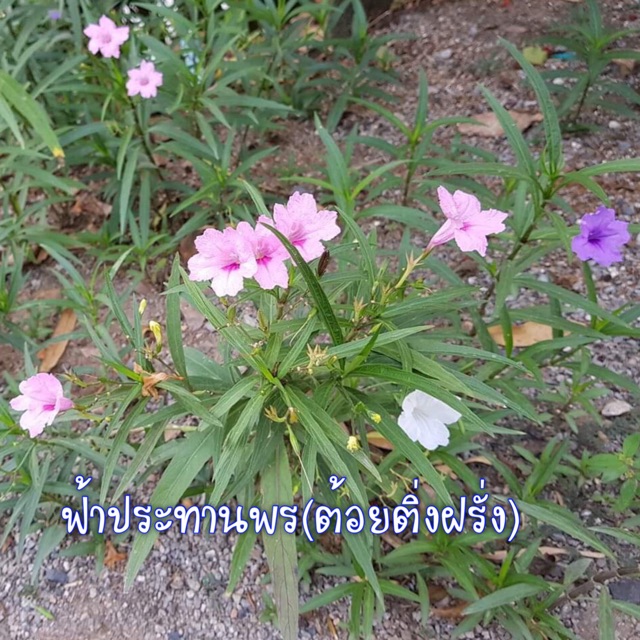 เมล็ดพันธ์ุ ฟ้าปะทานพร(ต้อยติ่งฝรั่ง)คละสี 100 เมล็ด