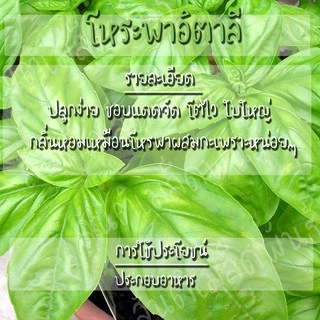 เมล็ดพันธุ์ โหระพาใบใหญ่ อิตาเลี่ยน เบซิลใบใหญ่ 400 เมล็ด Large Leaf Italian Basil เมล็ดพันธุ์แท้ นำเข้าจากต่างประเทศ