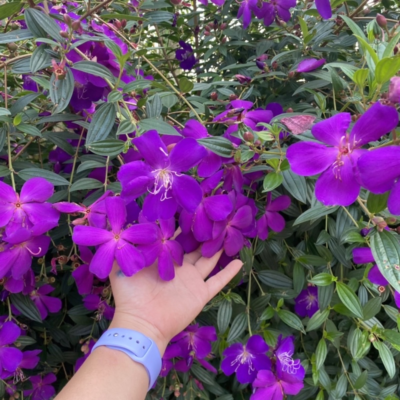 F128 ต้นม่วงมงคล ออกดอกทั้งปี Melastroma Blue - Tibouchina Urvilleana ปลูกแดด