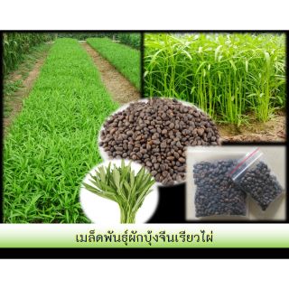 🌱เมล็ดผักบุ้งจีน เรียวไผ่ ปลูกง่ายโตไว🌱