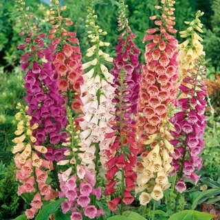 เมล็ดพันธุ์ ดอกฟ๊อกเลิฟ ดิจิทาลิส digitalis purpurea foxglove excelsior 1000 เมล็ด เมล็ดพันธุ์นำเข้าจาก อังกฤษ