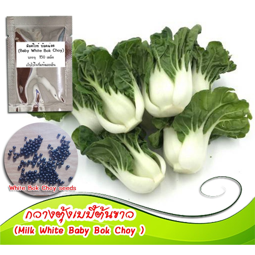 เมล็ดพันธุ์ผักกวางตุ้งเบบี้ขาว(Milk White Baby Bok Choy) บรรจุ 150 เมล็ด
