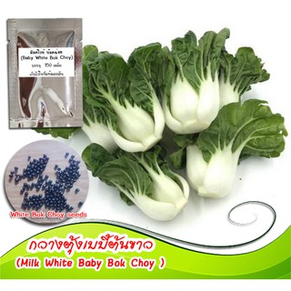 เมล็ดผักกวางตุ้งเบบี้ขาว(Milk White Baby Bok Choy) เมล็ดพันธุ์กวางตุ้งเบบี้ ผักกวางตุ้ง ผักกวางตุ้งเบบี้ขาว ปลูกกวางตุ้ง