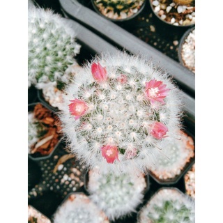 แมมขนแกะ ไม้เมล็ดทุกต้น Mammillaria bocasana อยู่ในกระถาง2นิ้ว