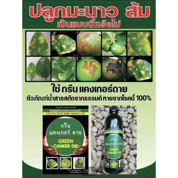 สารสกัดชีวภัณฑ์ กรีนแคงเกอร์ดาย ปลอดสารเคมี100%
