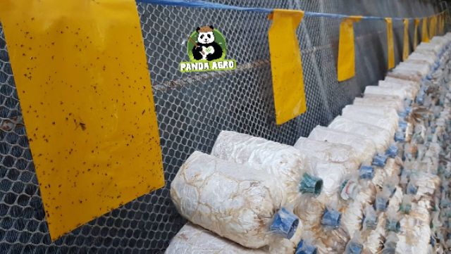 กาวเหนียวดักแมลง ชนิดน้ำ ขวดพลาสติก ขนาด 1 ลิตร  *** ฟรี! ถุงพลาสติกสีเหลือง 5 ใบ สีน้ำเงินฟ้า 5 ใบ *** - รูปที่ 5