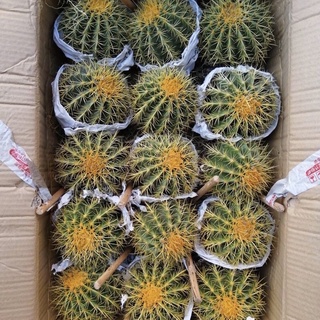 ใส่โค้ด BYJAME100 ลดทันที 10% [ยกลัง] Cactus ถังทอง ขนาด 11-13 ซม กระบองเพชร แคคตัส