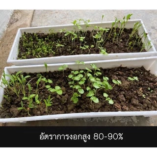 เมล็ดพันธุ์ผัก บรรจุซองซิป ซื้อ 10 แถม 1 คละได้ ชุดที่ 2