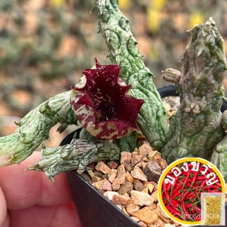 เมล็ดอวบอ้วน100%เก๋งจีน เก๋งมังกร Stapelianthus insignis hybrid แคคตัส กระบองเพชร cactus&amp;succulentเมล็ดพันธุ์RubyRoseGra