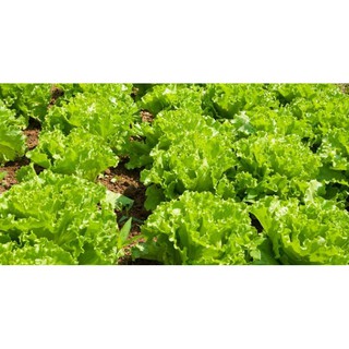 เมล็ดพันธุ์ ผักกาดหอม ( lettuce seeds ) บรรจุ 200 เมล็ด ผักสลัด