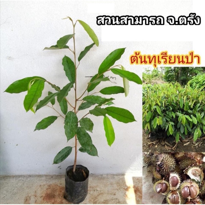 ต้นทุเรียนป่า ทุเรียนนกสูง30ซม(สั่งขั้นต่ำ4ต้น)