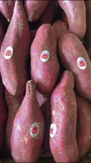 Oishi-Fresh มันหวานญี่ปุ่น Sweet potato เบนิฮารุกะ เนื้อเหลือง หอมหวาน อร่อย 500g.จัดส่ง 24 ชม.