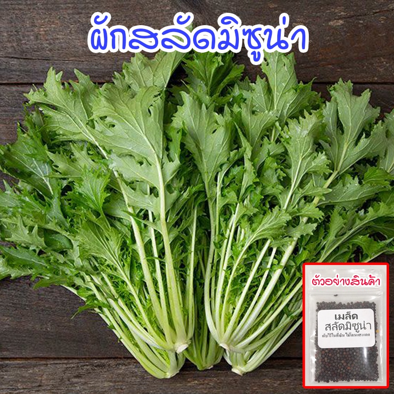 เมล็ดพันธุ์ผักสลัดมิซูน่า100-300 เมล็ด ปลูกง่าย โตไว[ซื้อ 10 แถม 1 คละได้]