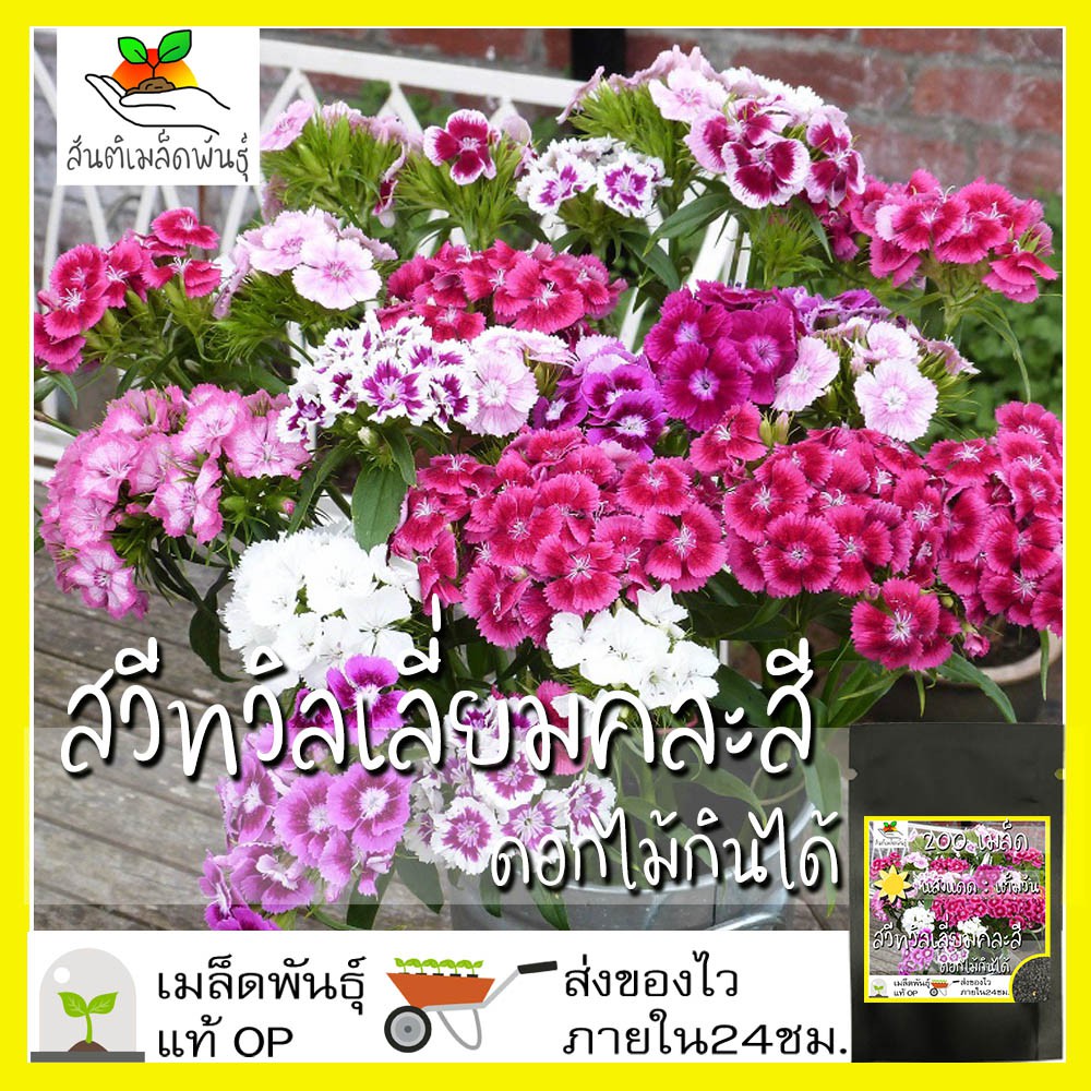 เมล็ดพันธุ์ สวีทวิลเลี่ยมคละสี (ดอกไม้กินได้) 200 เมล็ด Sweet William Flower Mix เมล็ดพันธุ์แท้ นำเข้าจากต่างประเทศ