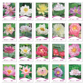 เมล็ด บัวแคระ 4 เมล็ด Lotus  เมล็ดบัวถ้วย มีให้เลือก 20 แบบ ค่ะ บัว