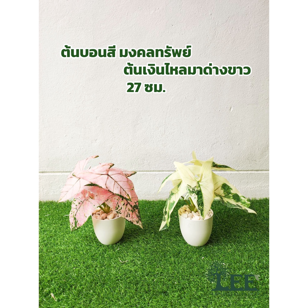 ต้นบอนสี มงคลทรัพย์ / ต้นเงินไหลมาด่างขาว / ต้นไม้ปลอมตั้งโต๊ะ เสมือนจริง สูง 27 ซม ต้นไม้ปลอมตกแต่งบ้าน Leeartplants