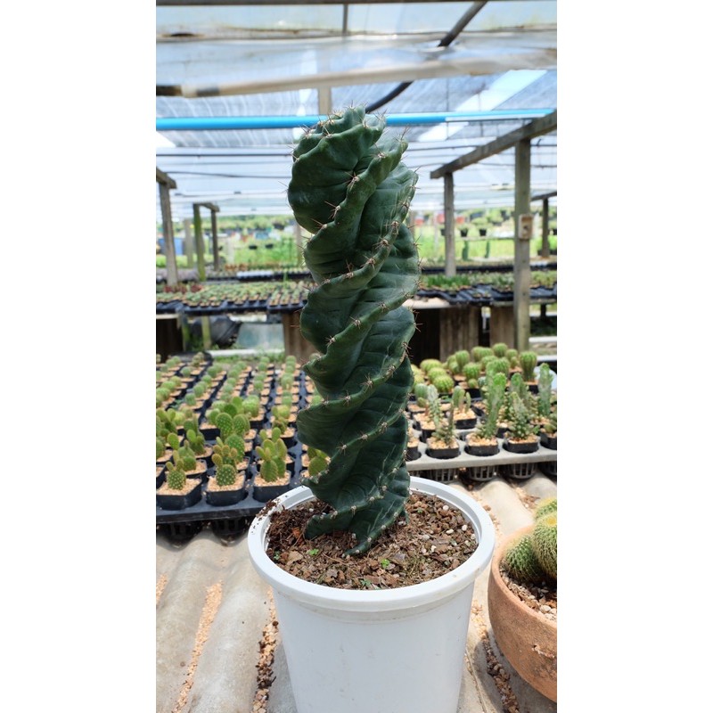 Cereus forbesii Spiralis ตอเกลียวสว่าน