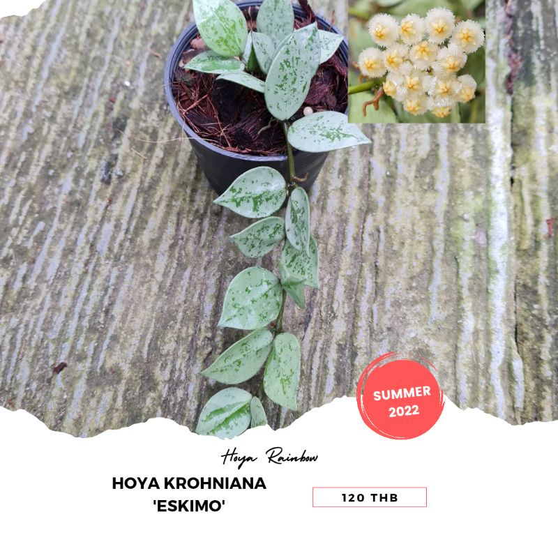 Hoya krohniana 'Eskimo' / โฮย่าเอสกิโม