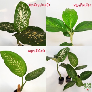 ว่านพญาช้างเผือก / ว่านพญาเสือโคร่ง / ต้นสาวน้อยประแป้ง ( dieffenbachia / ต้นไม้ตระกูลประแป้ง ) 999garden