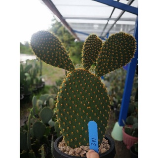 Opuntia Insularis Hybrid แพดตัดสดขนาด5-6นิ้ว