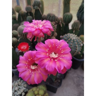 แคคตัส cactus หน่อเด็ดสด Echinopsis ปิติ  สีดอกสวยสวย ขนาด 2.5 - 3 ซม.