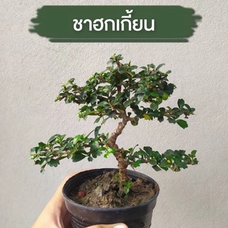 ต้นชาฮกเกี้ยน กระถาง 4 คัดทรงสวยให้แล้ว บอนไซ ชาดัด ดอกสีขาว