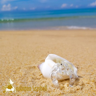 Andaman seashell  แก้วเป่าติดเปลือกหอย รูปปูเสฉวน ติดเปลือกหอย 36