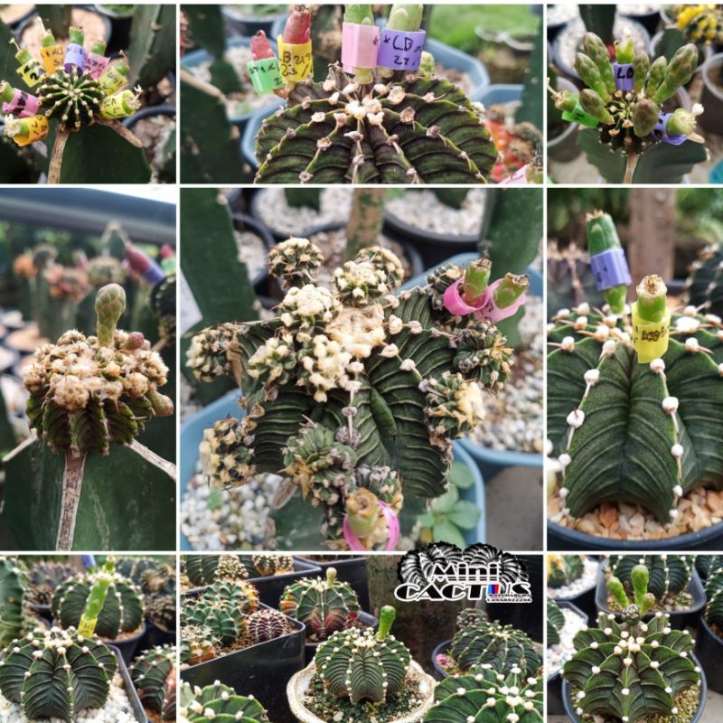 Plants 1 บาท เมล็ดLB2178×LB2178แท้ด่าง 10เมล็ด10บาท (ซื้อ100บาทแถมอิก50เมล็ด) Home & Living