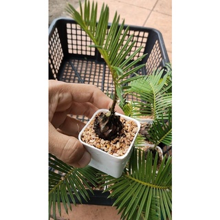 ต้นปรงญี่ปุ่น ปรงญี่ปุ่นแคระ Cycas revoluta Thunb ขนาดจิ๋ว 10-15 เซนติเมตร ขนาดเล็ก หายาก ปรงเป็นไม้ประดับ โตช้า ทน