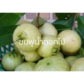 ต้นพันธุ์ชมพู่น้ำดอกไม้  ผลไม้โบราณรสชาติหวาน น่าสะสม!!