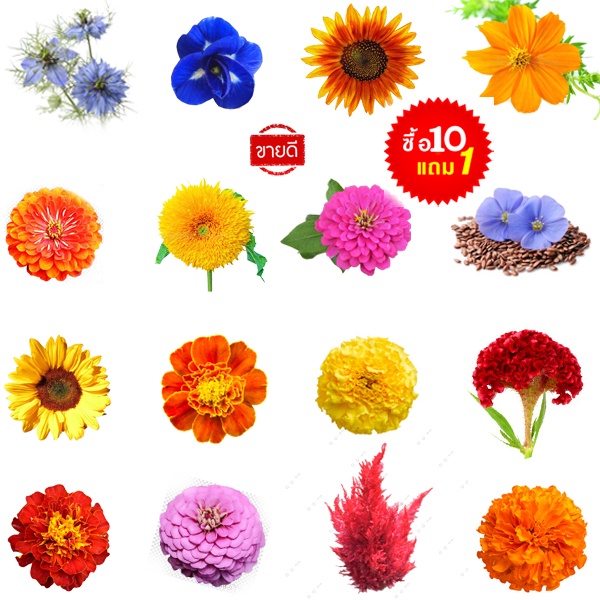 ดอกไม้ทนร้อน🌸10ซองแถม1!!🎯ถูกที่สุด10บ.🎯เมล็ดพันธุ์ดอกไม้ทนร้อน5 -200เมล็ด🌱ปลูกง่าย🌱โตเร็ว🌸ดอกสวยมาก