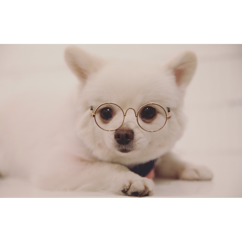 แว่นหมา แว่นแมว แว่นตากันแดดสัตว์เลี้ยง ทรงกลม เหมาะกับ หมาแมว กระต่าย ขนาดเล็ก มีสายรัดให้ฟรี