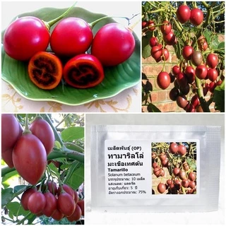 เมล็ดพันธุ์ ทามาริลโล่ มะเขือเทศต้น Tamarillo Seed บรรจุ 10 เมล็ด คุณภาพดี ของแท้ 100%