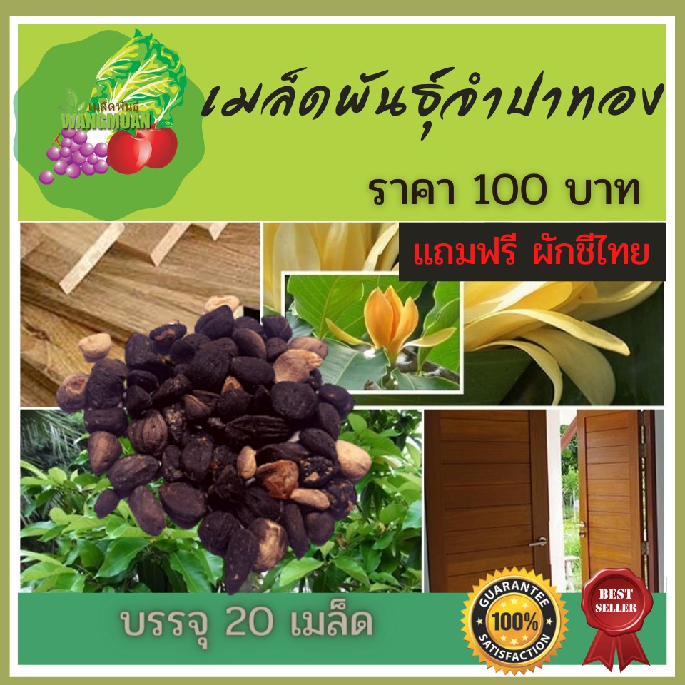 เมล็ดพันธุ์จำปาทอง เม็ดจำปาทอง เมล็ดจำปาทอง ต้นจำปาทอง 1 ซอง 20 เมล็ด 100 บาท