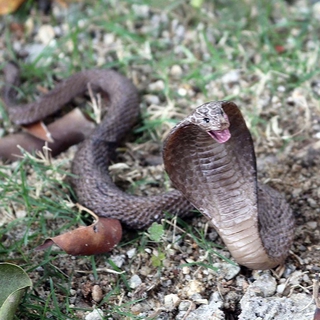 ของเล่นงูยางเสมือนจริงสําหรับผู้ใหญ่