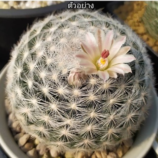 กระบองเพชร แคคตัส (Cactus) แมมแคนดิด้า โรเซ่ (Mammillaria candida var. Rosea ) จัดส่งทั้งกระถาง