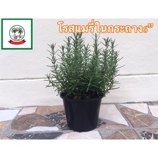 โรสแมรี่ในกระถาง 5.5 นิ้ว(ไม่มีขั้นต่ำการสั่งซื้อ )/Rosemary in 5.5” Pot