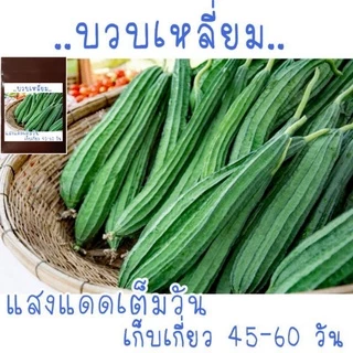 เมล็ดพันธุ์ บวบเหลี่ยม 15 เมล็ด ขยายพันธุ์ต่อได้เนื่องจากเป็นเมล็ดพันธุ์เปิด