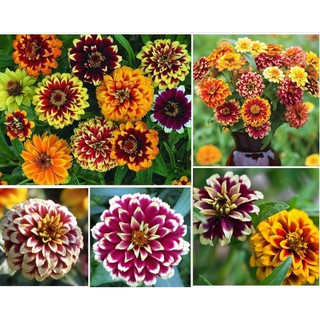 เมล็ดพันธุ์ บานชื่นแฟนซี (Zinnia Fancy) มี 2 ขนาดให้เลือกค่ะ