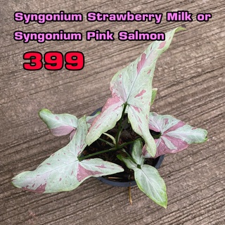 ซิงโกเนียมพิงค์แซลมอน Syngonium pink salmon or Syngonium Strawberry Milk ส่งทั้งกระถาง