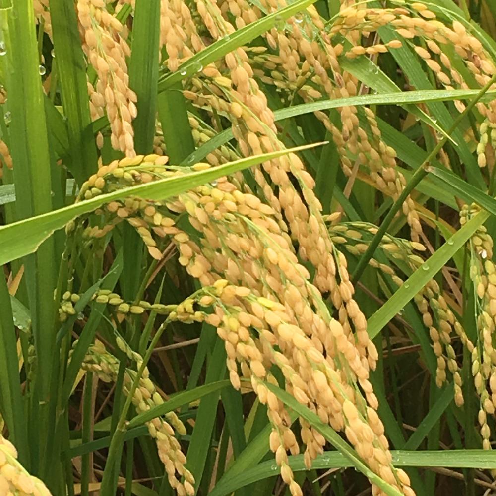 เมล็ดพันธุ์ข้าวญี่ปุ่นเมล็ดพันธุ์สำหรับเพาะปลูกชุดประมาณ500เมล็ดเหนียวเล็กน้อยนุ่มเม็ดจะสั้นและป้อม