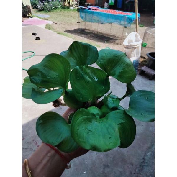 ผักตบชวา พืชน้ำ บรรจุถุงละ 15 กอ☘️🍀 40฿ขายราคาถูกที่สุด❗🍀‼️