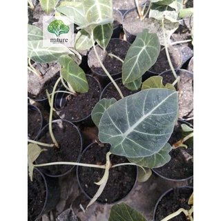 อโลคาเซียแบล็คเวลเวทใบกำมะหยี่ (Alocasia Black Velvet)