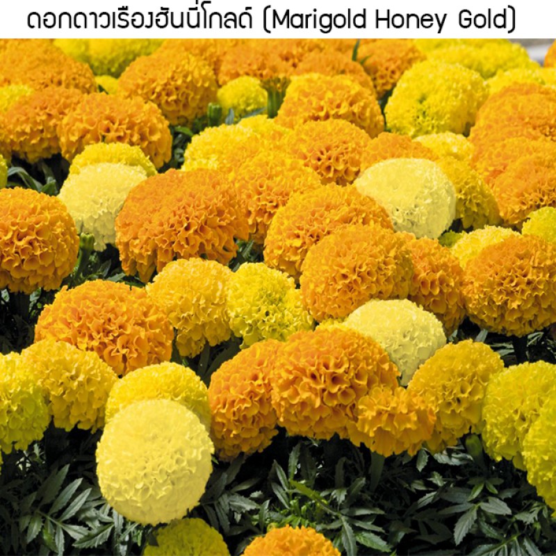 เมล็ดพันธุ์ ดอกดาวเรืองฮันนี่โกลด์(Marigold Honey Gold) 10 เมล็ด ปลูกง่าย ปลูกได้ทั่วไทย