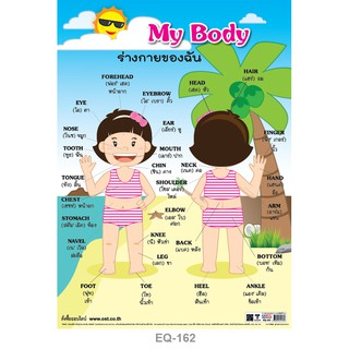 โปสเตอร์ My Body ร่างกายของฉัน  #EQ-162 โปสเตอร์กระดาษอาร์ตมัน สื่อการเรียนการสอน สื่อการเรียนรู้