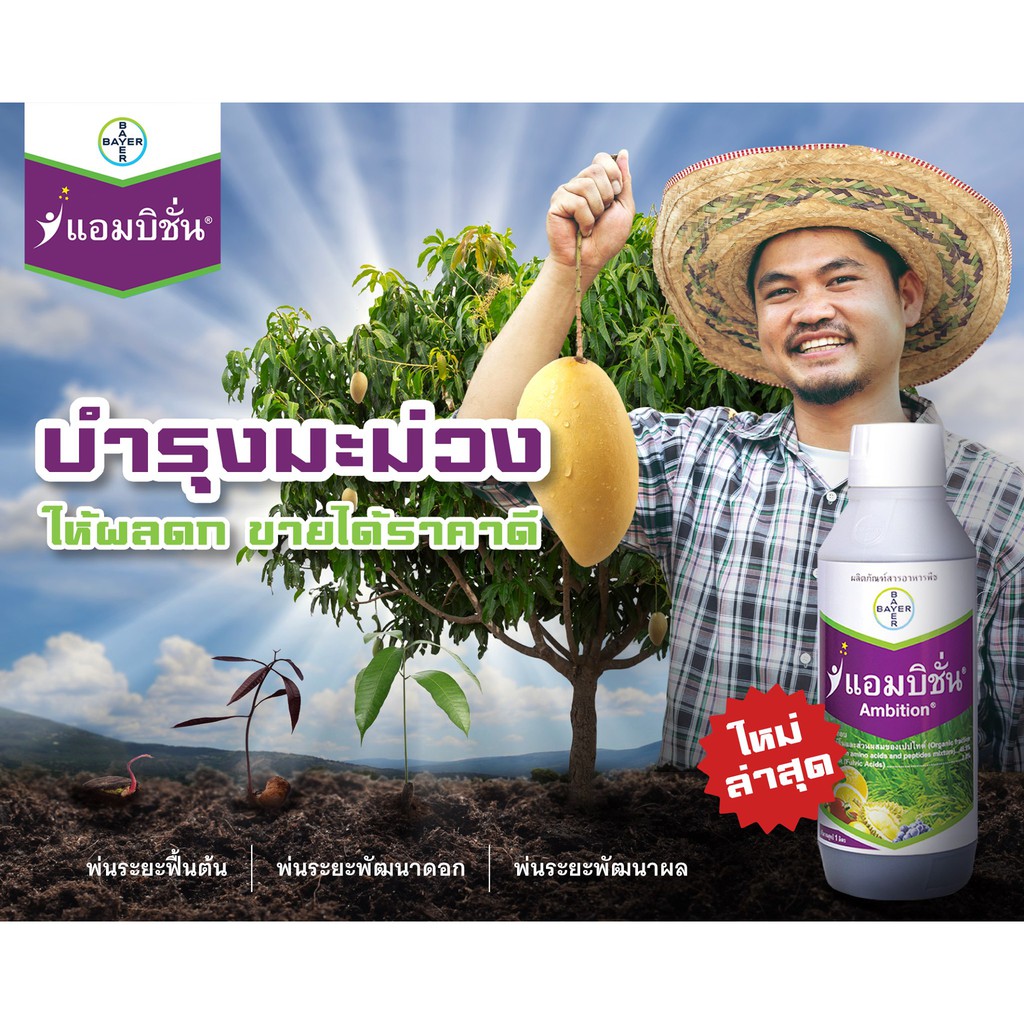 ใหม่..แอมบิชั่น ผลิตภัณฑ์สารอาหารพืช จาก ไบเออร์ อะมิโน+ฟลูวิคเข้มข้น ช่วยบำรุงให้ต้นแข็งแรง ออกดอกดก ผลผลิตเพิ่มขึ้น